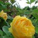 R_'Graham Thomas' fleur_DM10